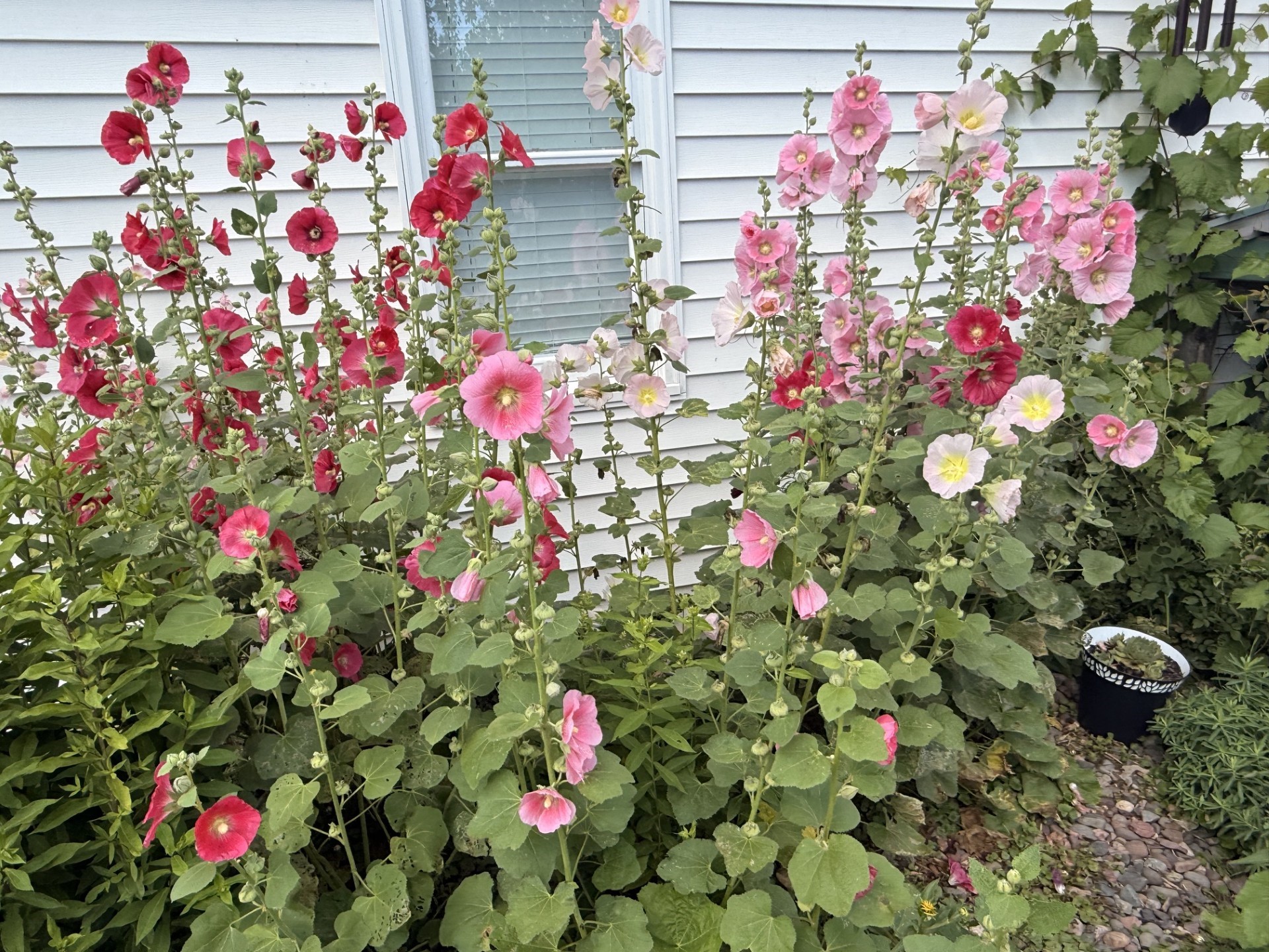 Photo 52
