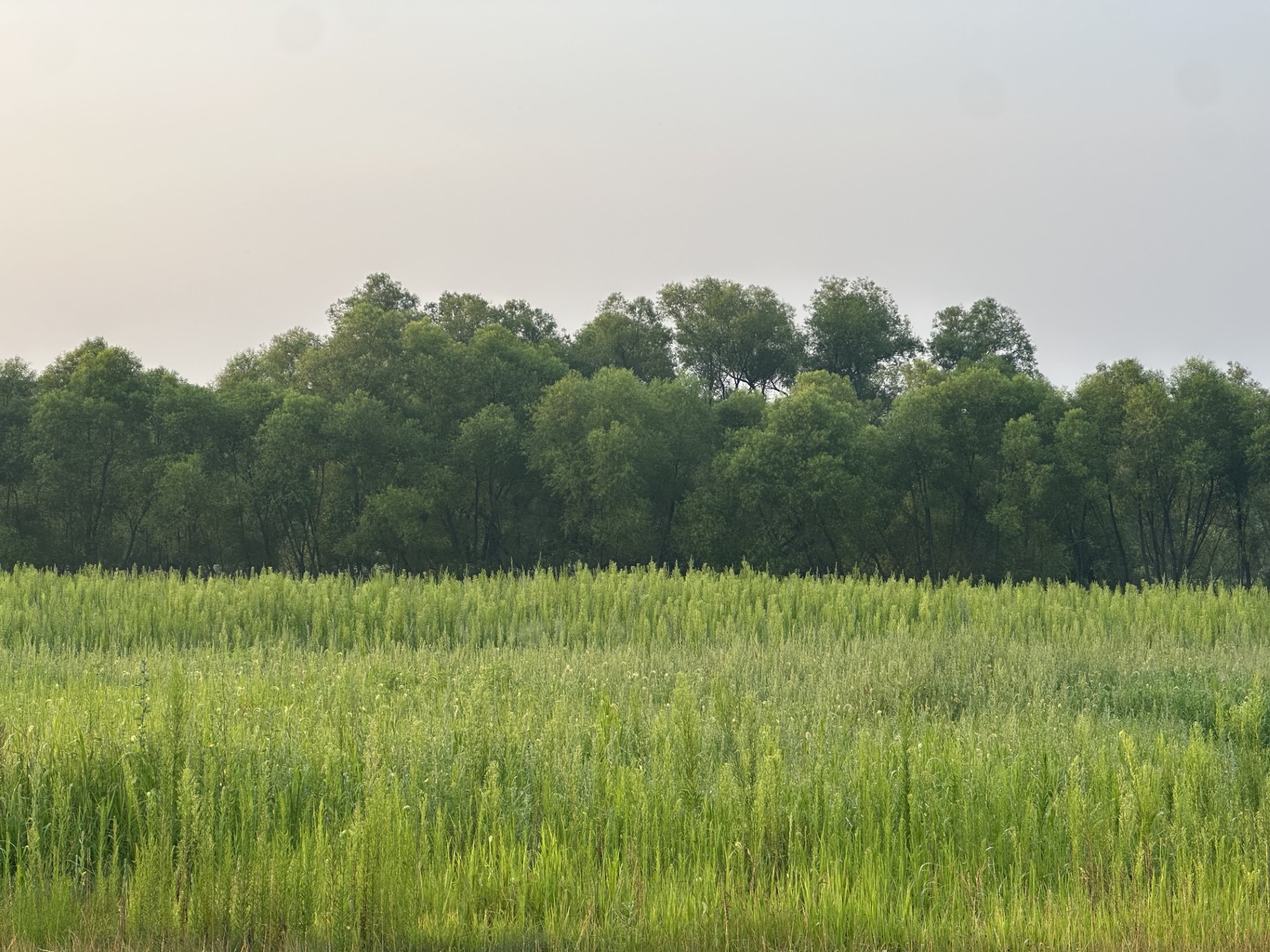 Elk Mound - Land Real Estate