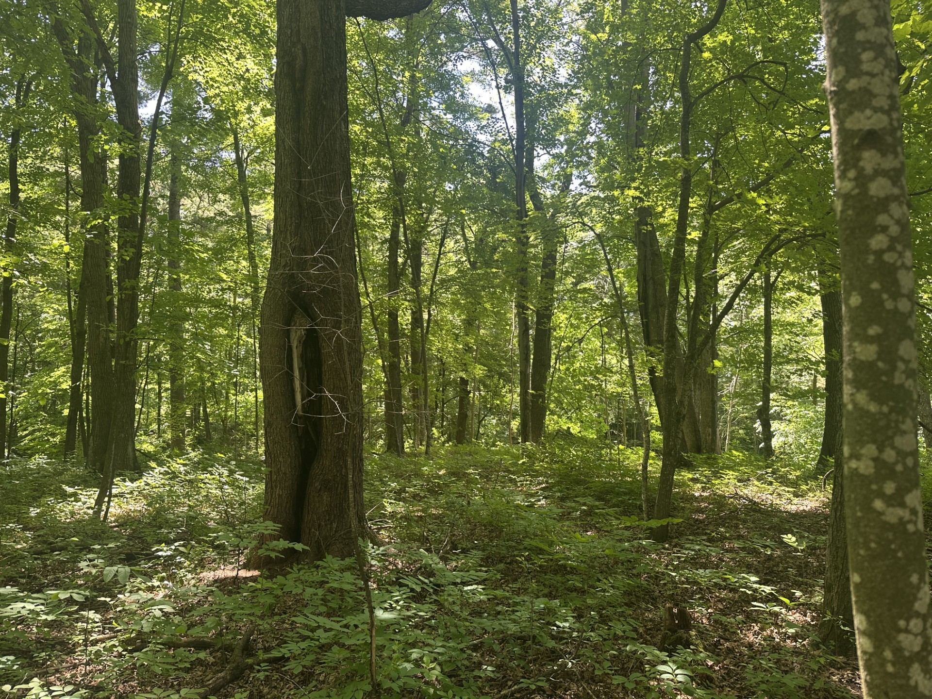 Elk Mound Land Real Estate