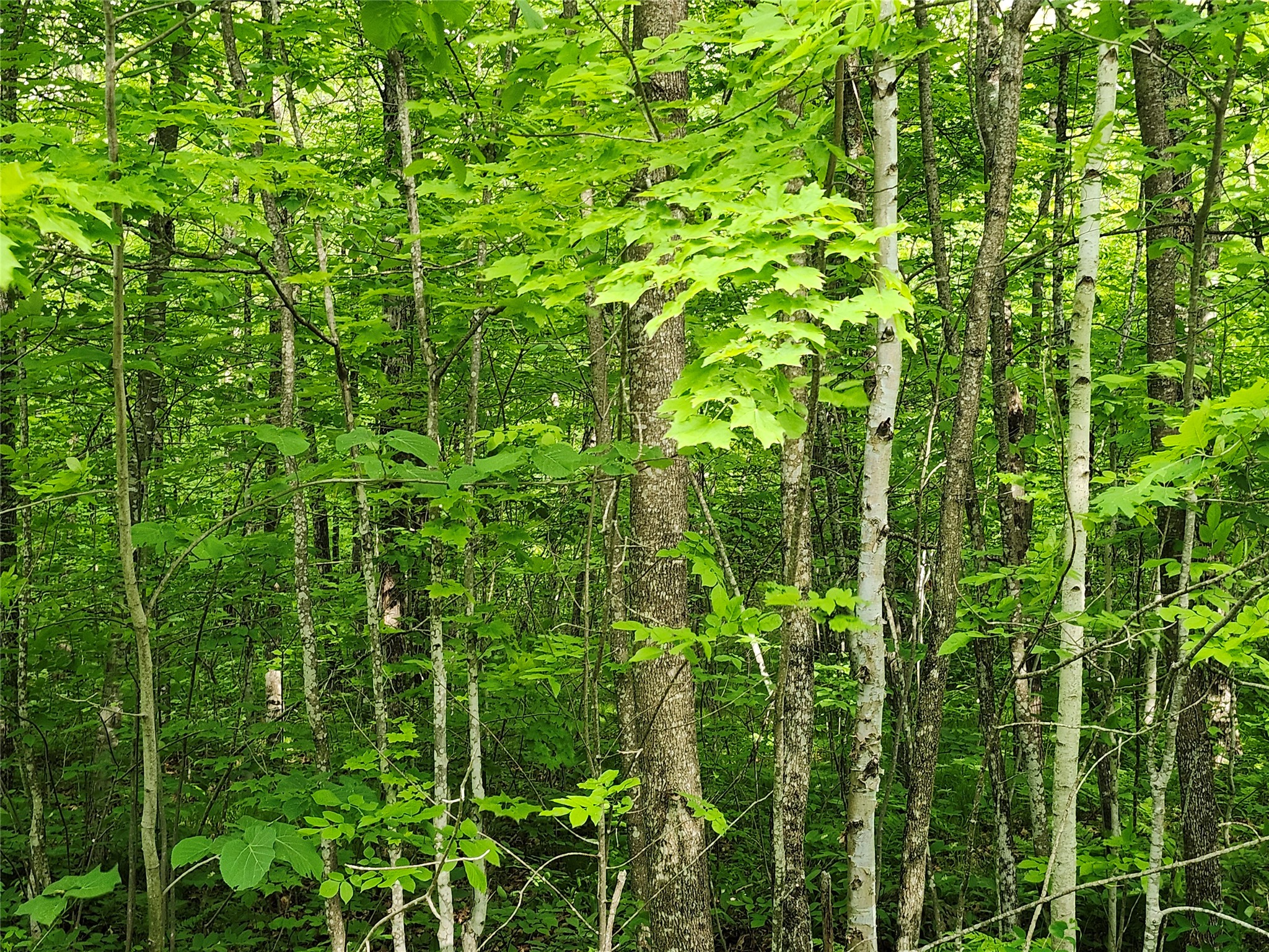 Couderay Land Real Estate