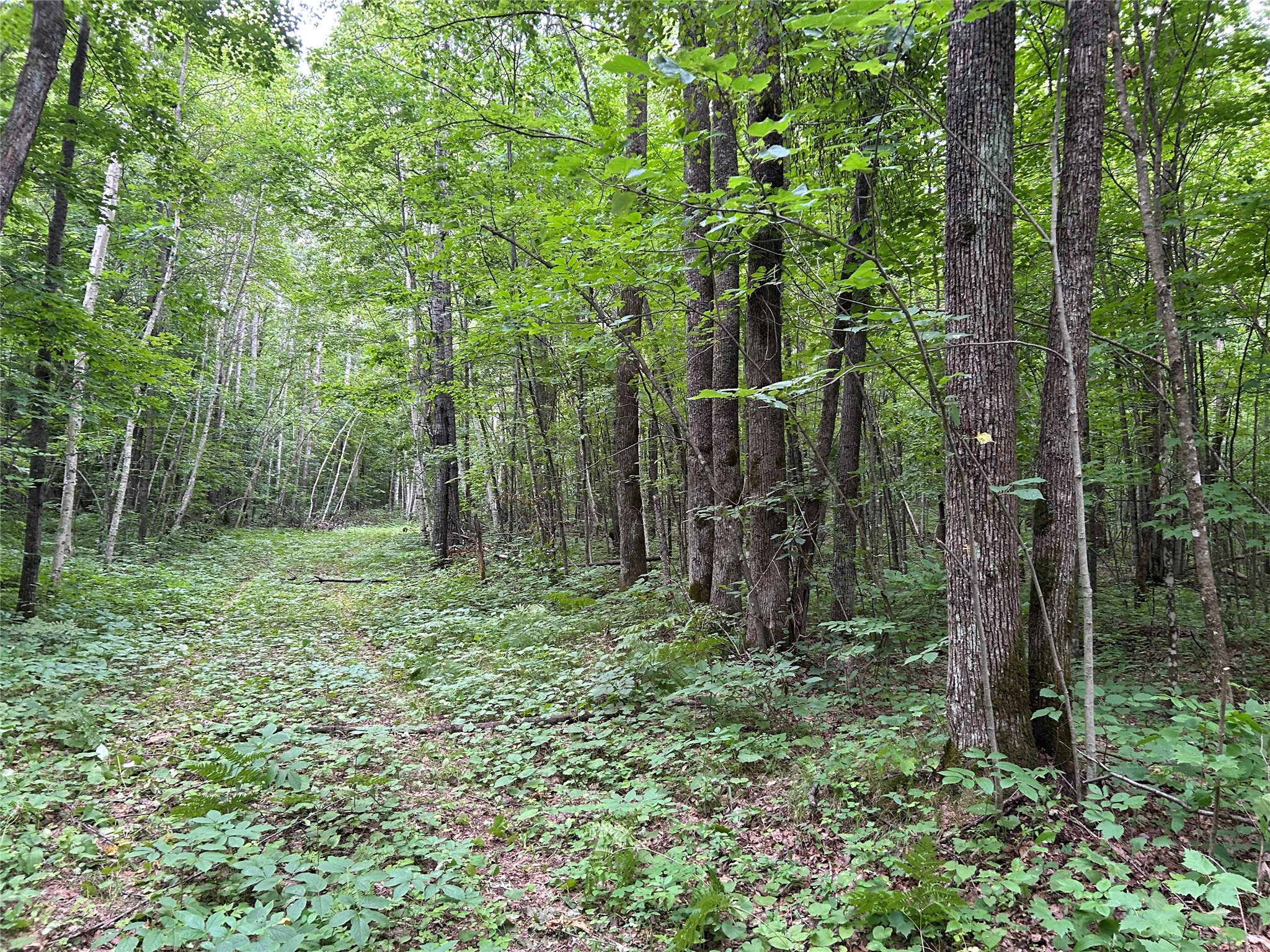 Stone Lake - Land photo 4 of 30