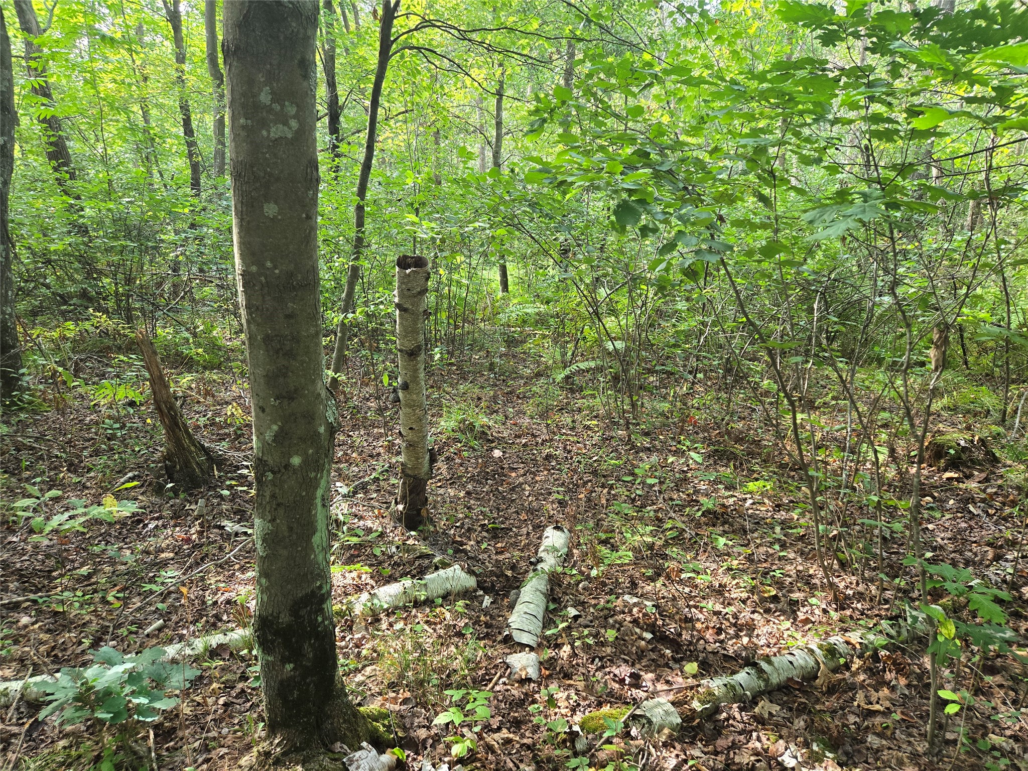 Property Photo #18