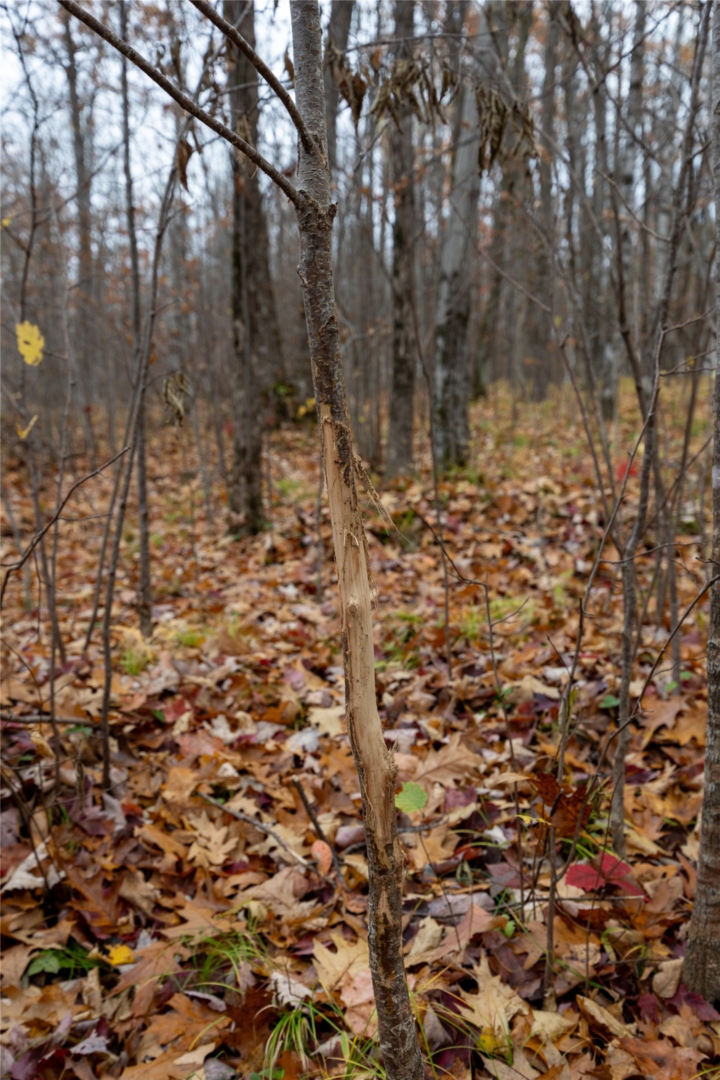 Property Photo #32
