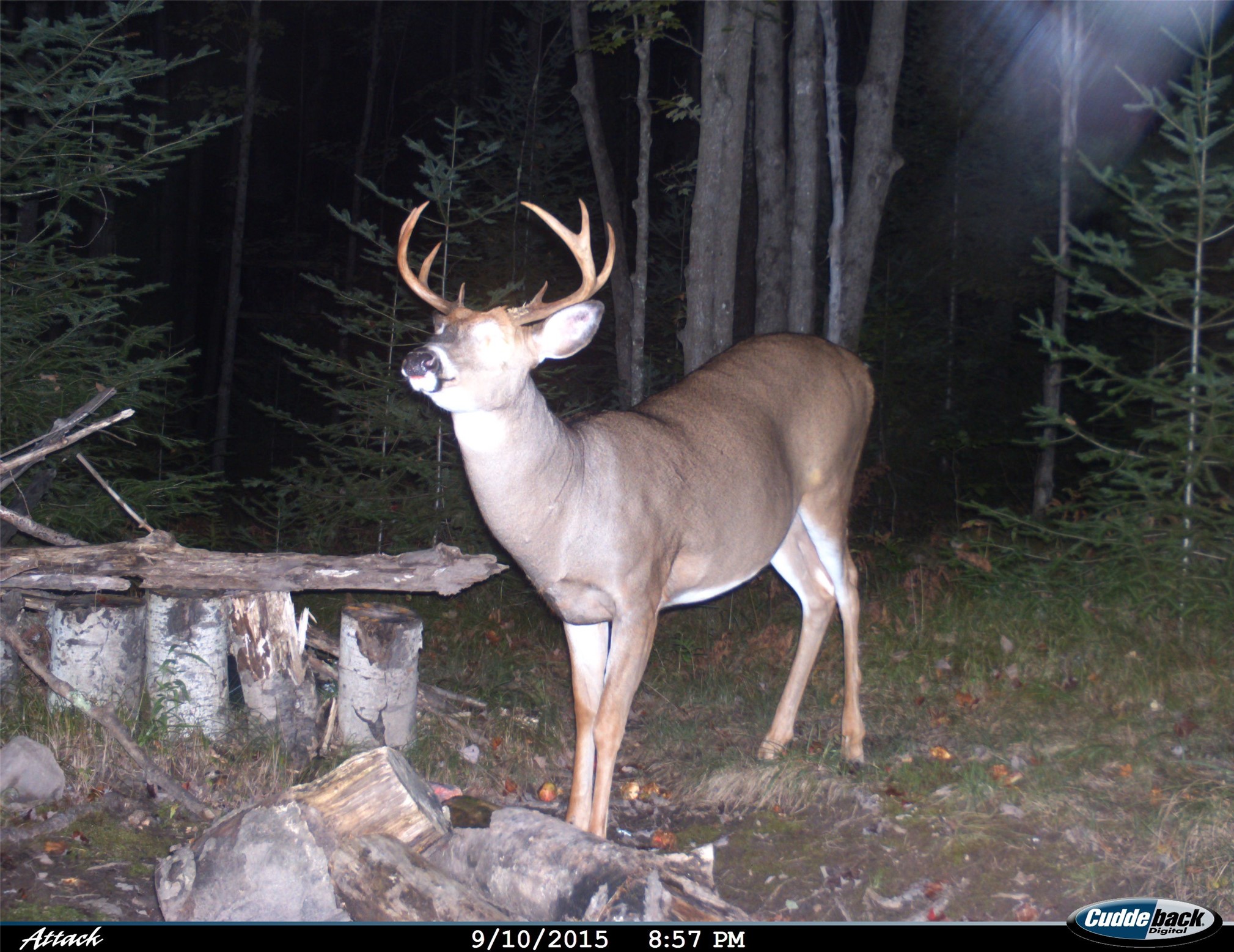 Property Photo #38