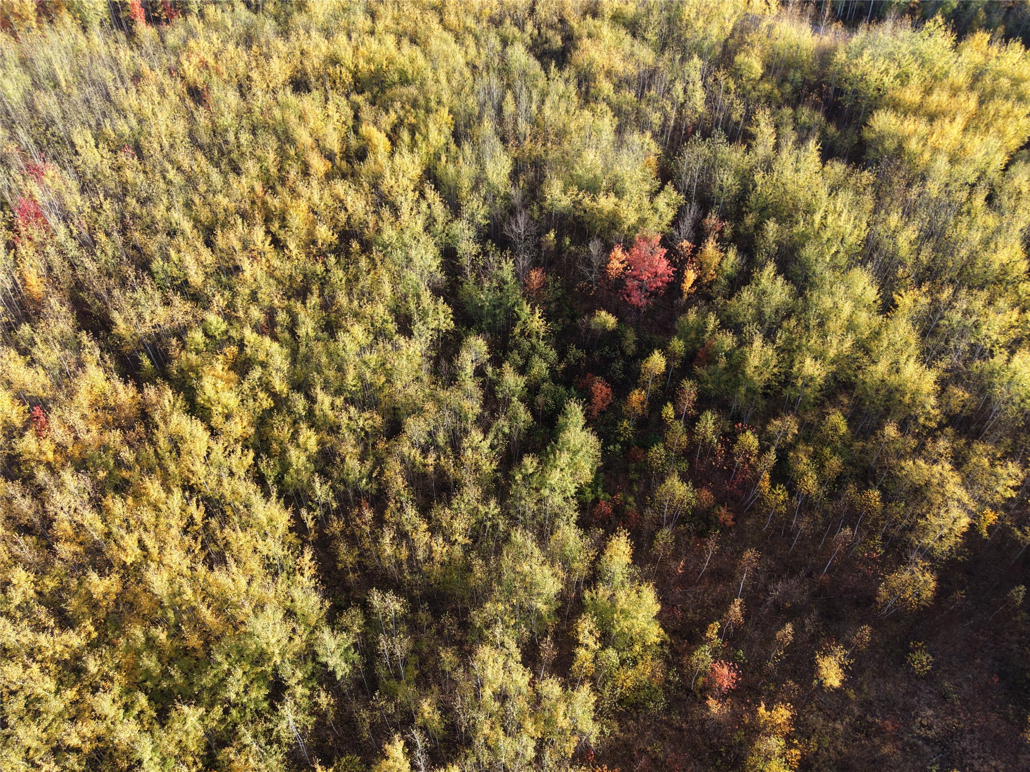 Photo of On County Highway W, Winter, WI