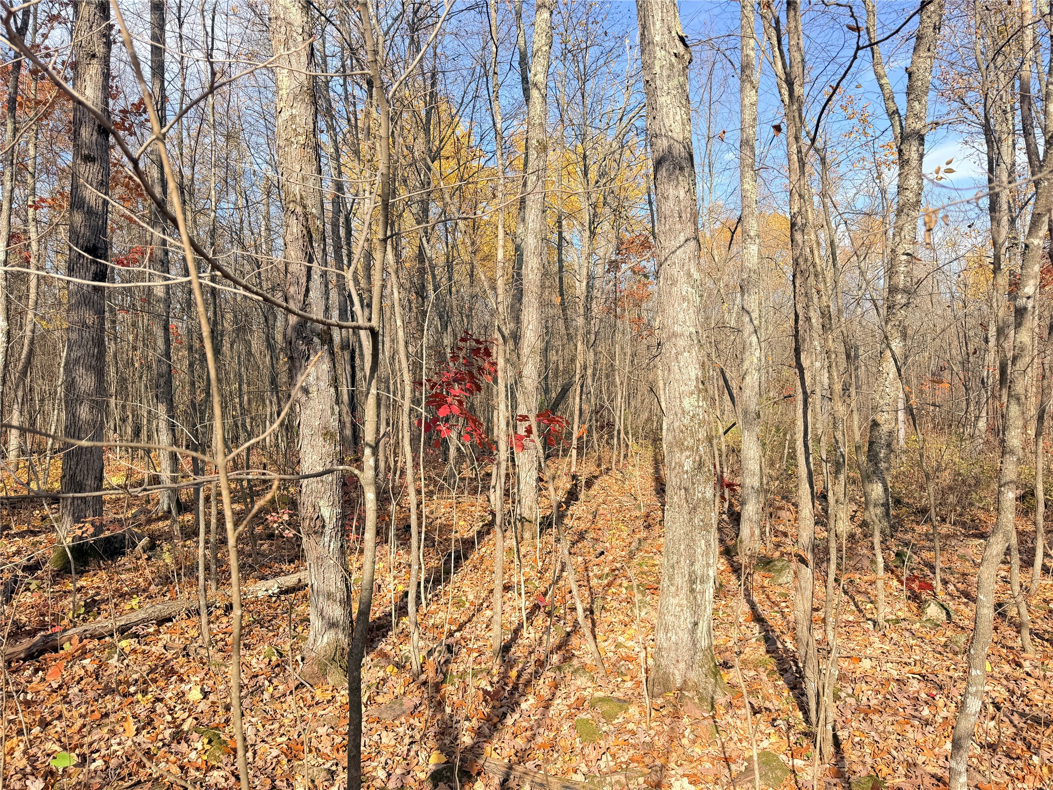 Property Photo #51