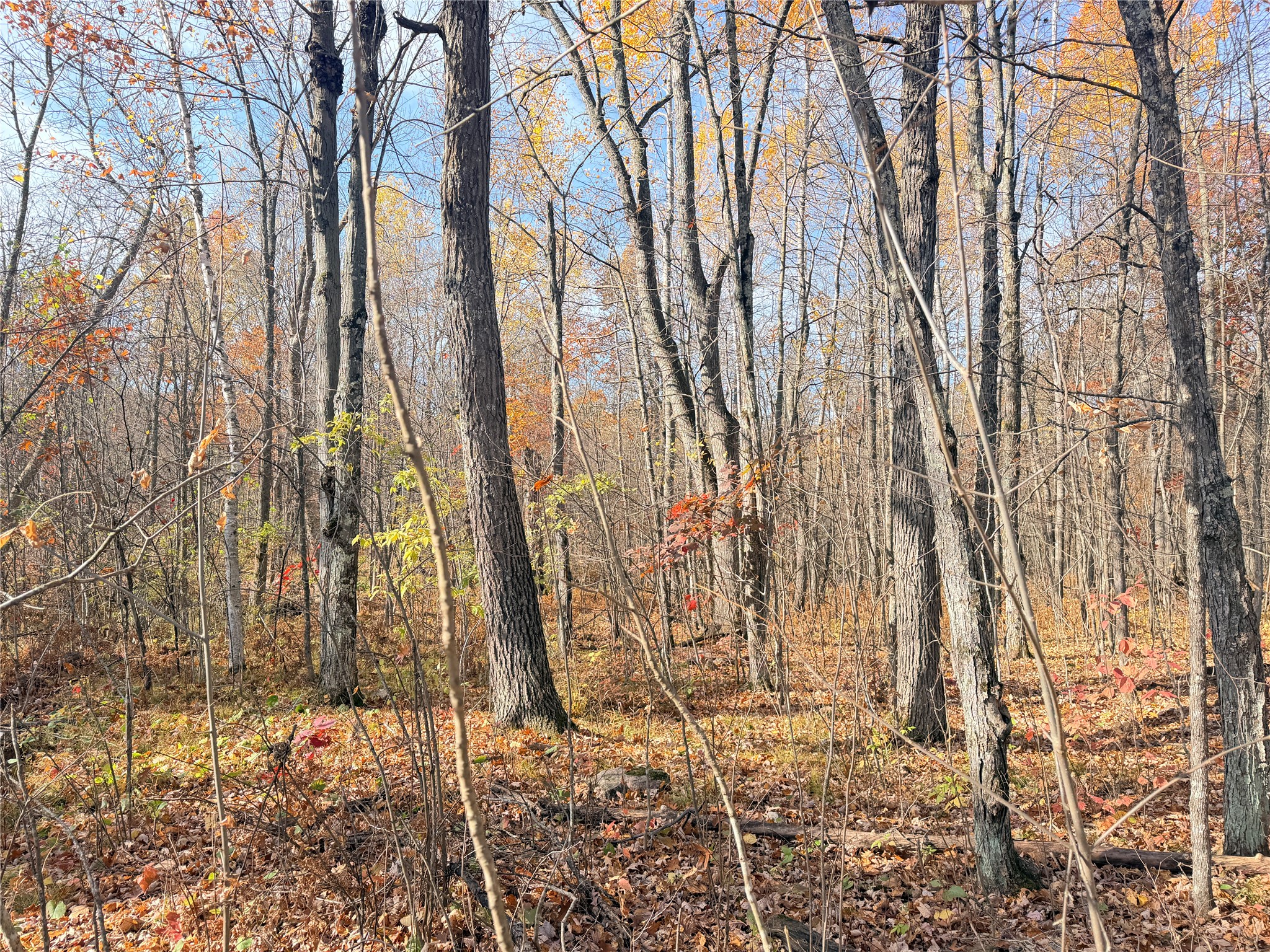 Property Photo #53